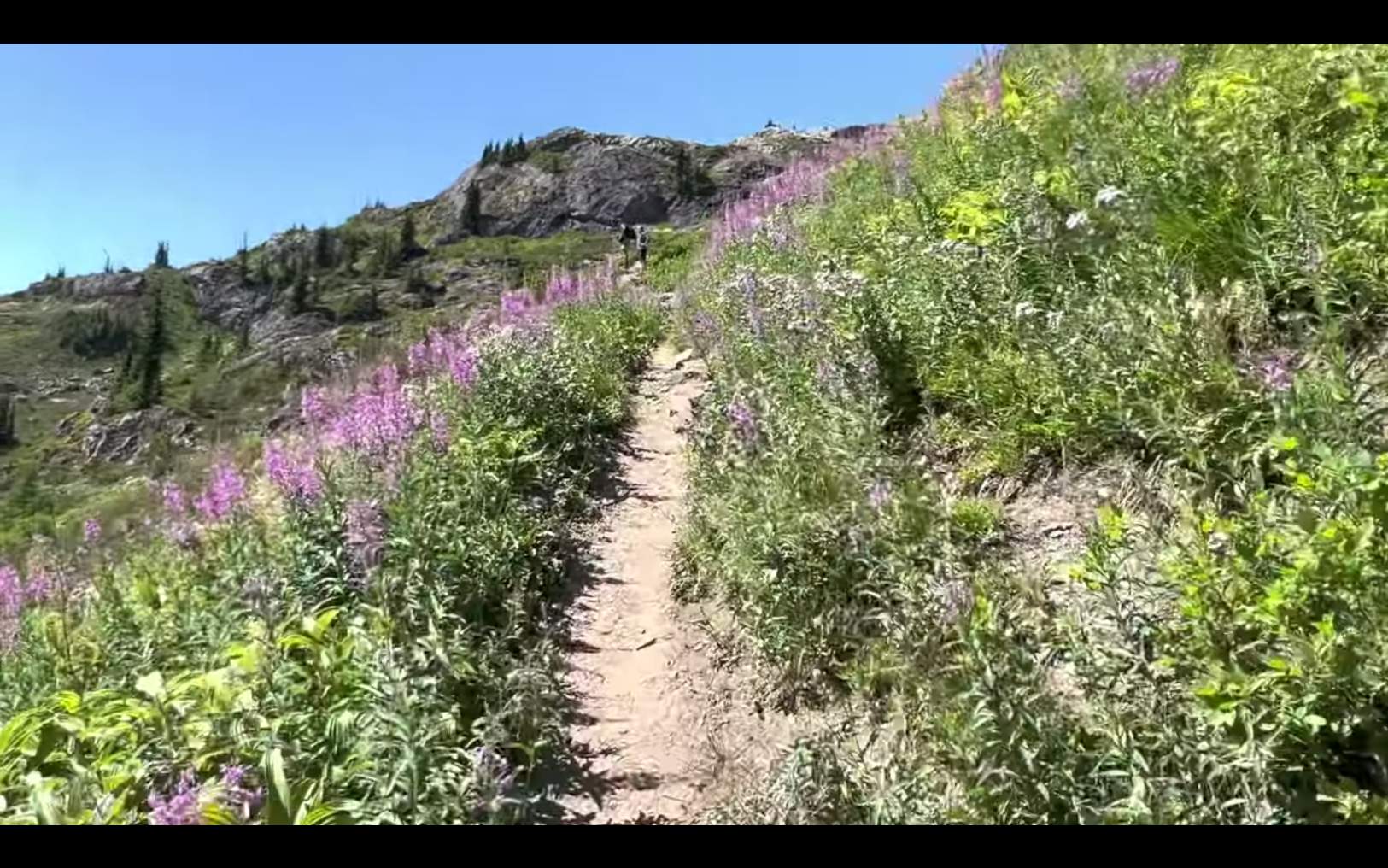 Solve Walking through Fireweed on Tomyhoi/Yellow Aster Butte Trailhead