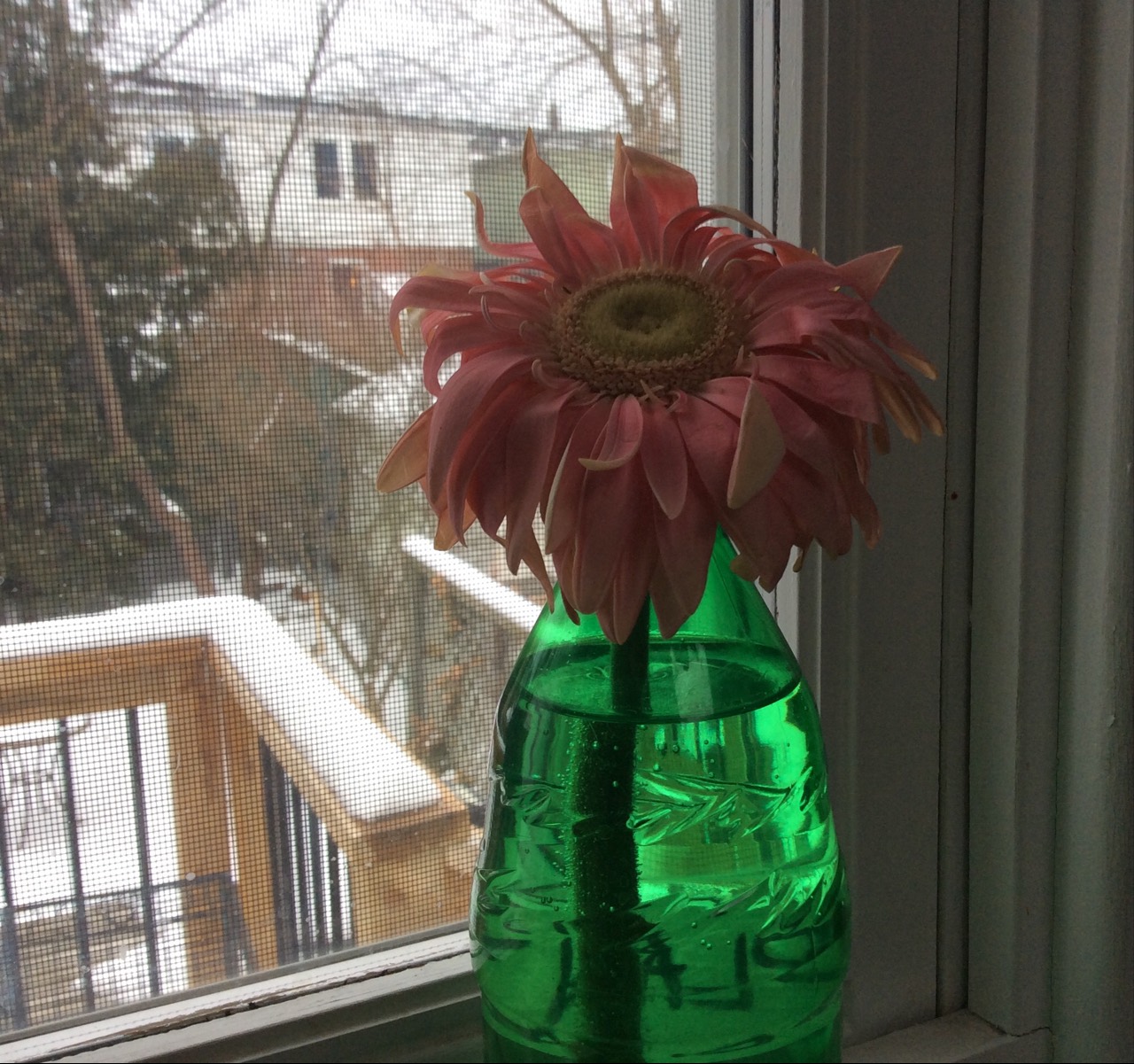 Solve A tired Gerbera daisy in the window jigsaw puzzle online with 240