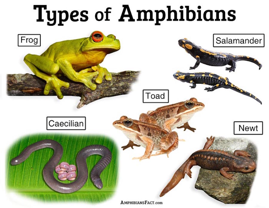 Solve Theme Fish, Amphibians & Reptiles jigsaw puzzle online with 180