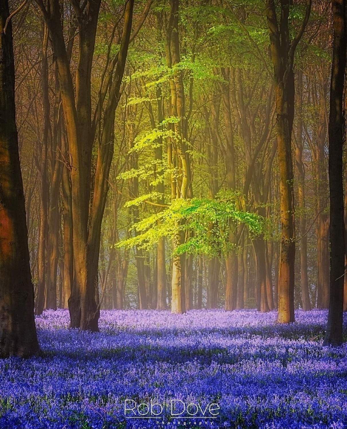 Solve Bluebell Wood, UK 7792 jigsaw puzzle online with 270 pieces
