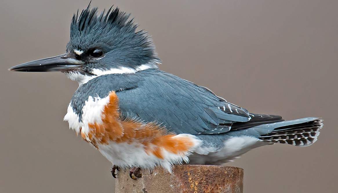 Solve Apparently This Is A Female Belted Kingfisher Jigsaw Puzzle