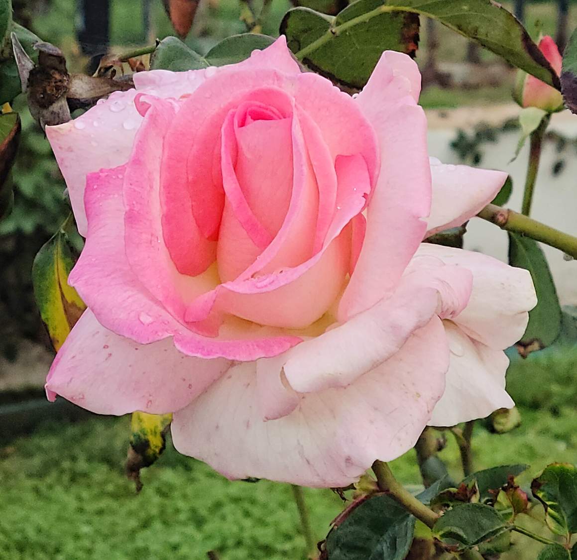 Solve Blushing Pink Rose jigsaw puzzle online with 72 pieces