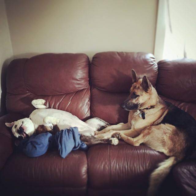 Solve Couch potatoes. jigsaw puzzle online with 36 pieces