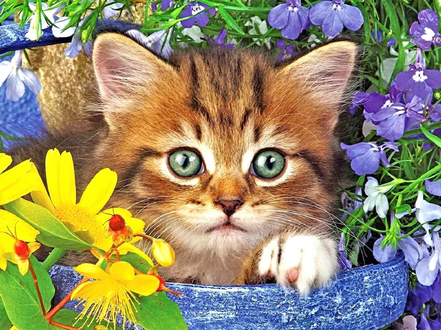 Solve Kitten jigsaw puzzle online with 63 pieces