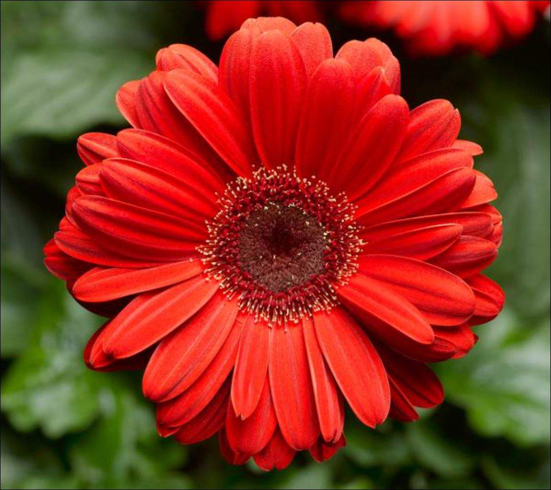 Solve Gerbera Daisy Red jigsaw puzzle online with 110 pieces