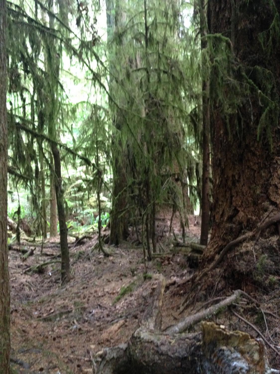 Solve A Walk In The Forest Jigsaw Puzzle Online With 130 Pieces