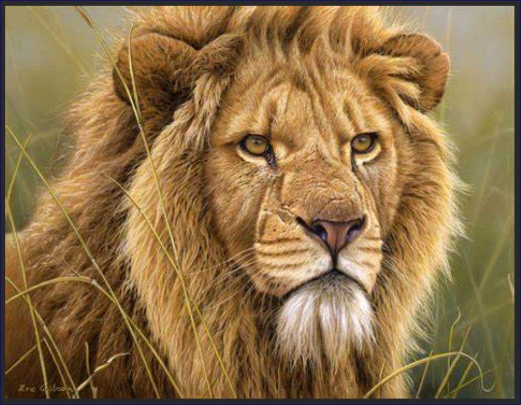 Solve Magestic Lion jigsaw puzzle online