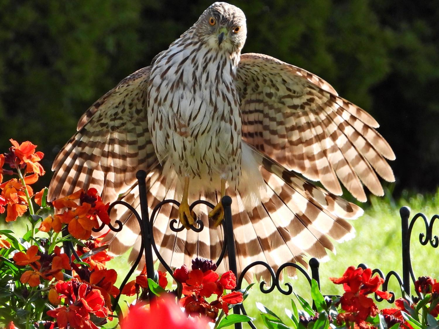 Jigsaw Puzzle Young Cooper's hawk in my garden today! 99 pieces