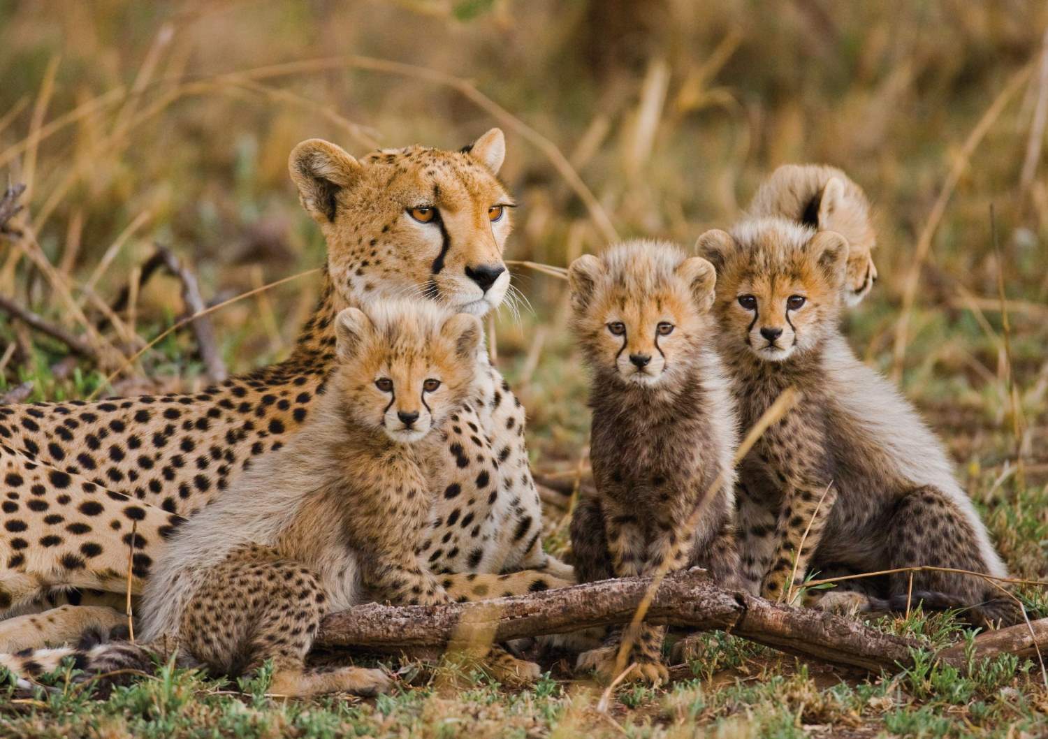 Solve 1 Cheetah. 🐾 (BIO) jigsaw puzzle online with 70 pieces