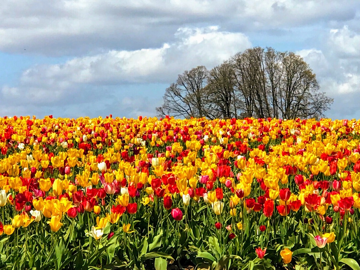 Solve Tulip Festival jigsaw puzzle online with 108 pieces