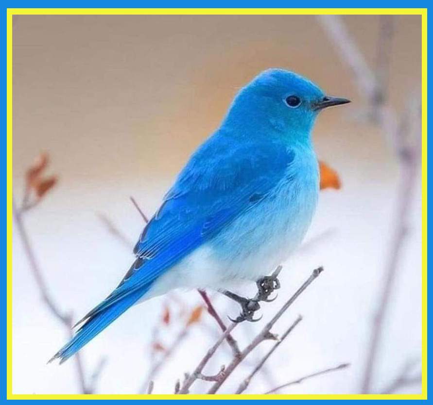 Solve Blue Mountainbird. (Sialia currucoides) jigsaw puzzle online with