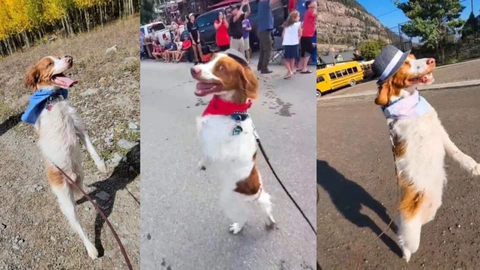 Solve Blog hero Dexter This Dog Lives In Ouray Colorado Jigsaw Puzzle Solve Blog hero Dexter This Dog Lives In Ouray Colorado Jigsaw Puzzle