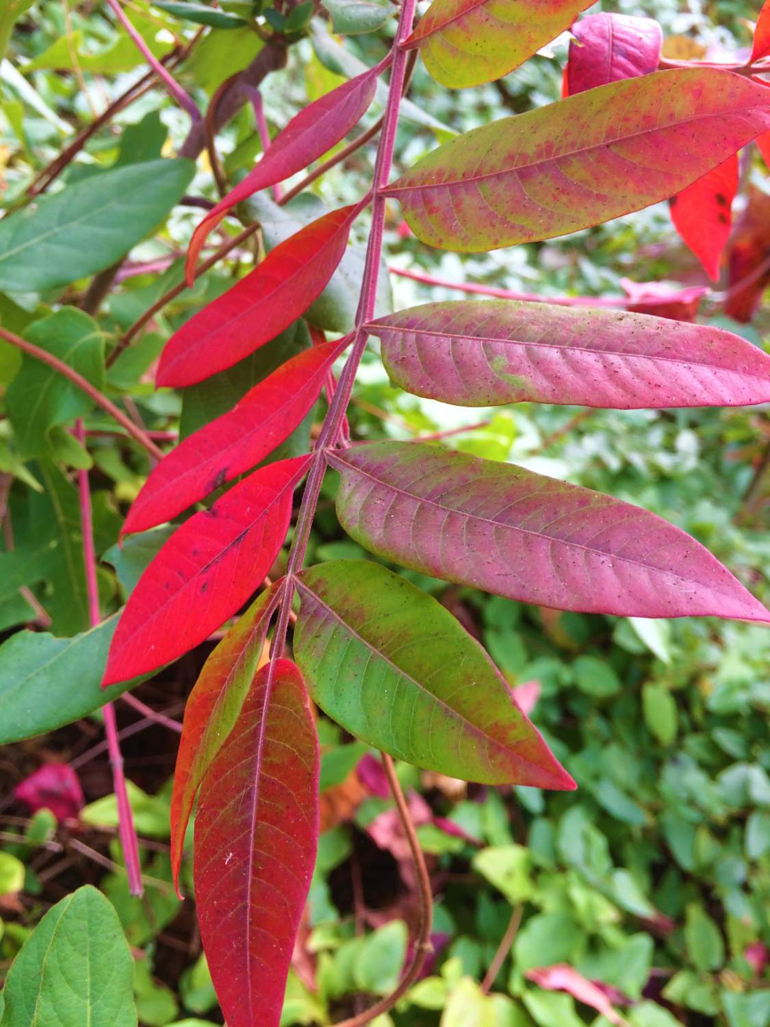 Solve sumac turningmore challenging jigsaw puzzle online with 475 pieces