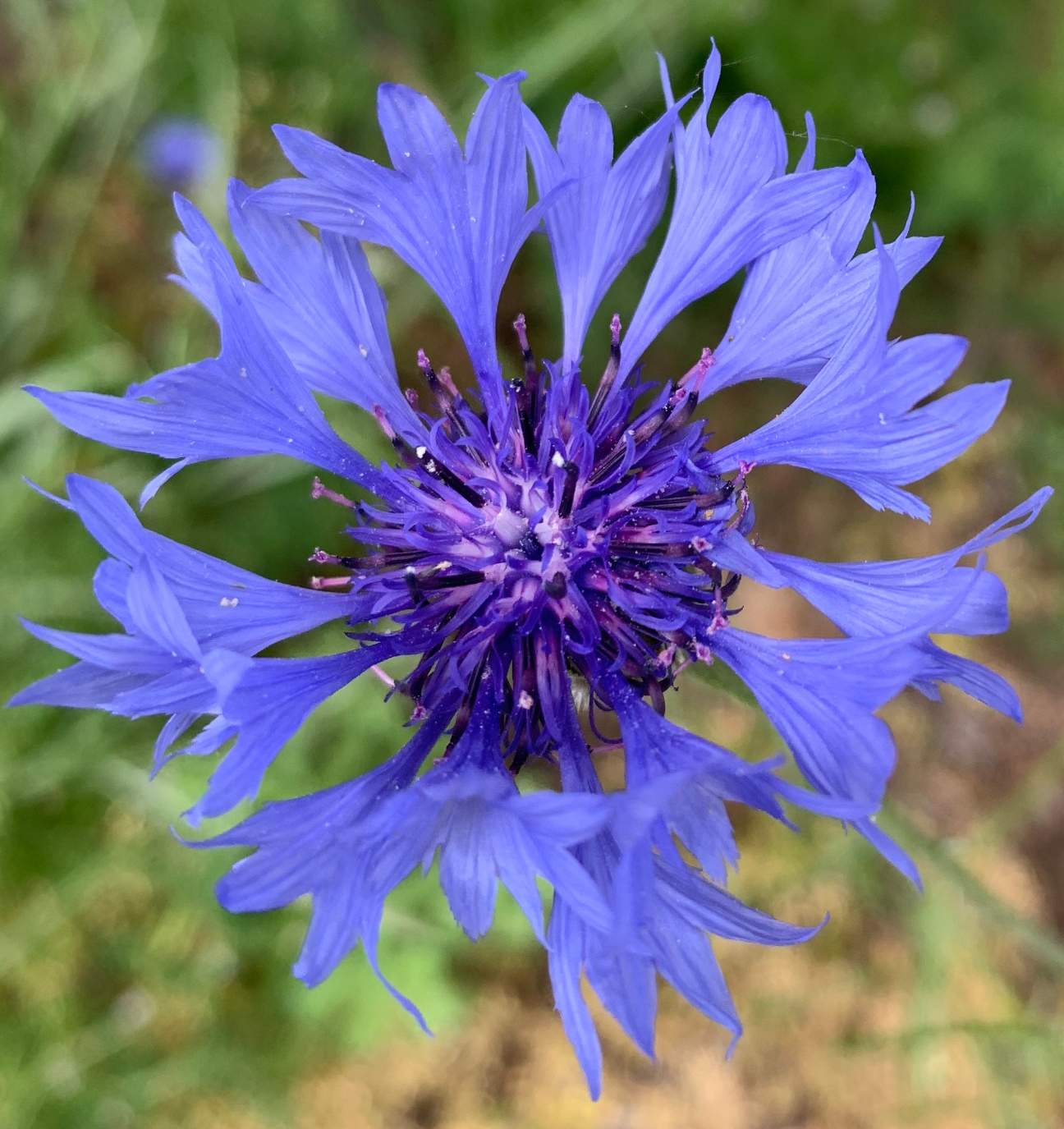 Solve Cornflower jigsaw puzzle online with 110 pieces