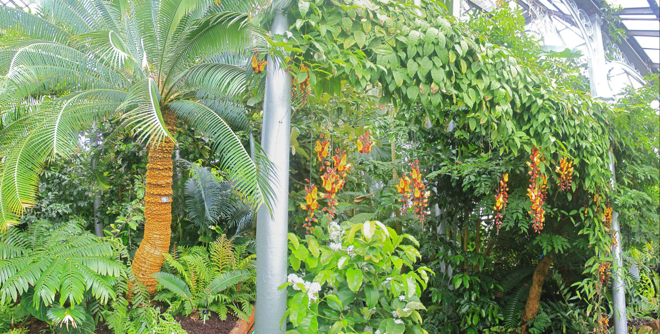 Solve Glasgow 22052019 Botanic Gardens Kibble Palace 1873 internal