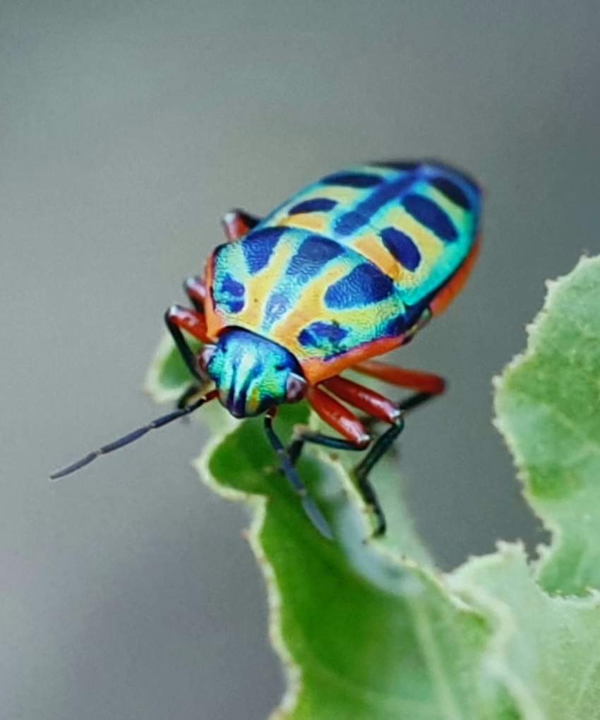 Jigsaw Puzzle | RAINBOW SHIELD BUGS | 30 pieces | Jigidi