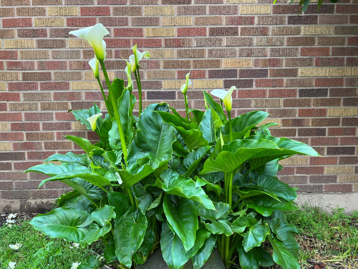 Solve Calla lilies jigsaw puzzle online with 88 pieces