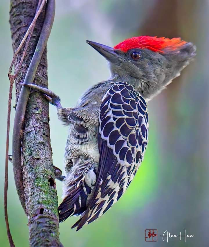 Solve Woodpecker jigsaw puzzle online with 12 pieces