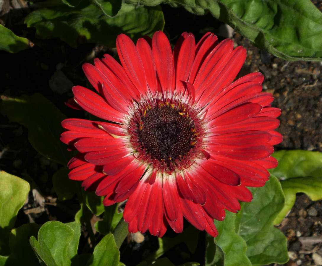 Solve Gerbera daisy jigsaw puzzle online with 42 pieces