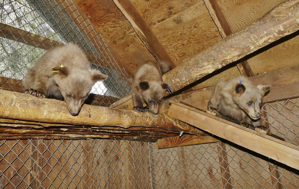 Solve Lake Tahoe Wildlife Center caring for these three bear cubs