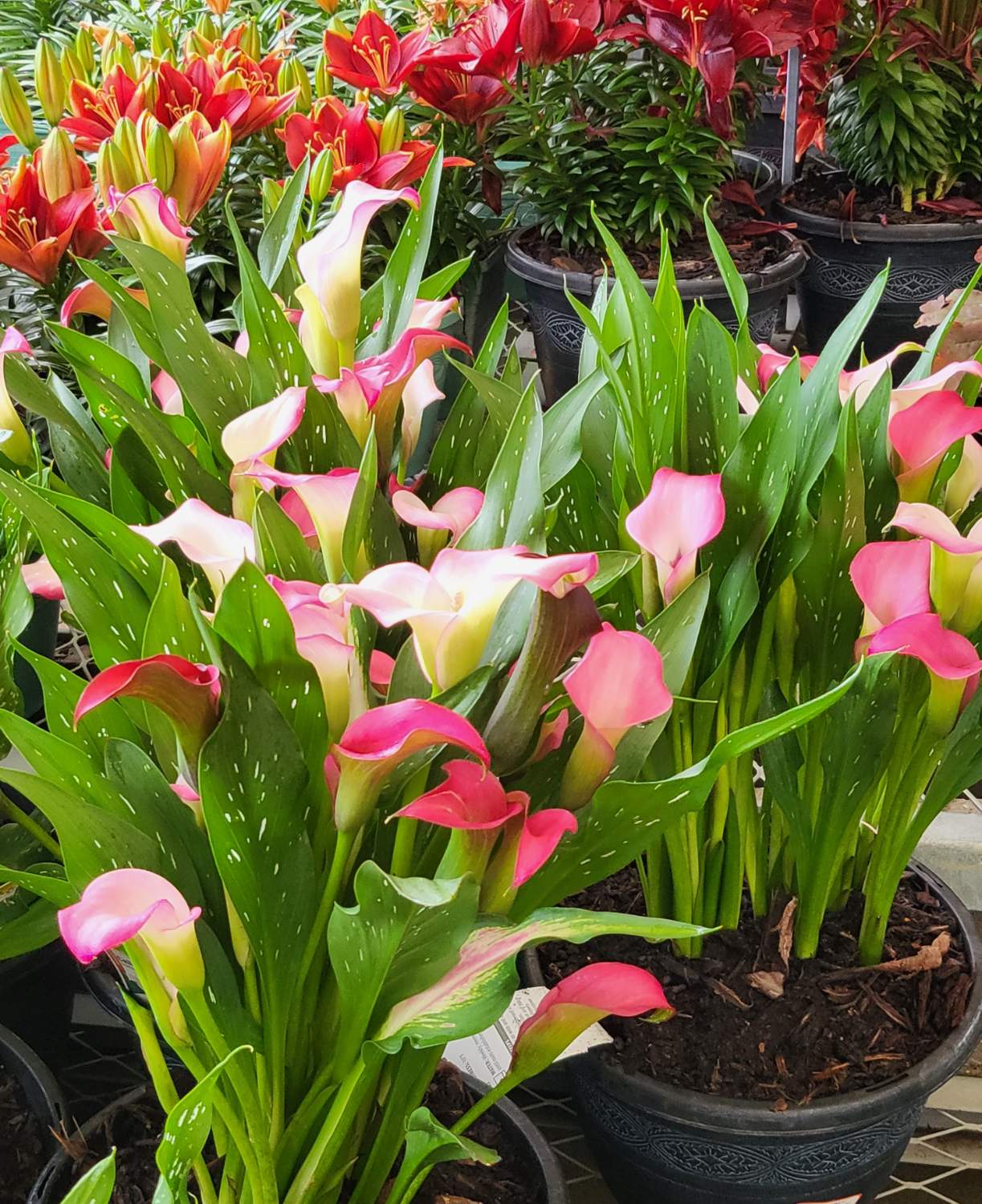 Solve Calla Lilies jigsaw puzzle online with 120 pieces