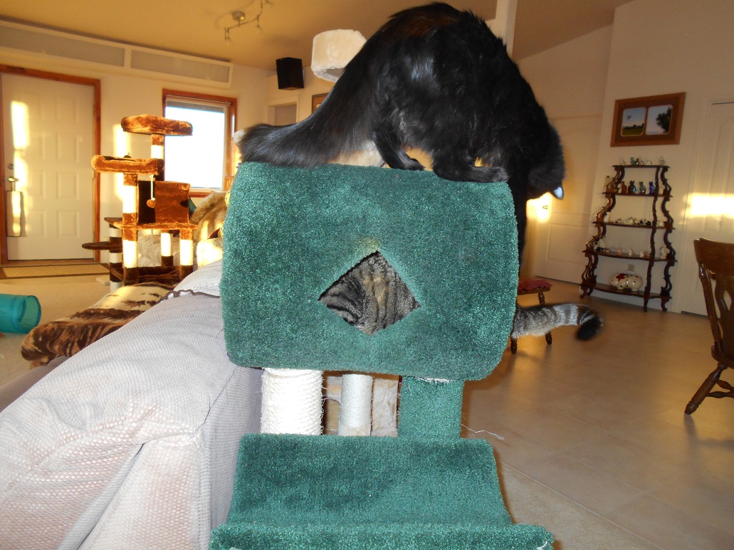 Solve Thomas and Sherman with the green cat tree ) jigsaw puzzle