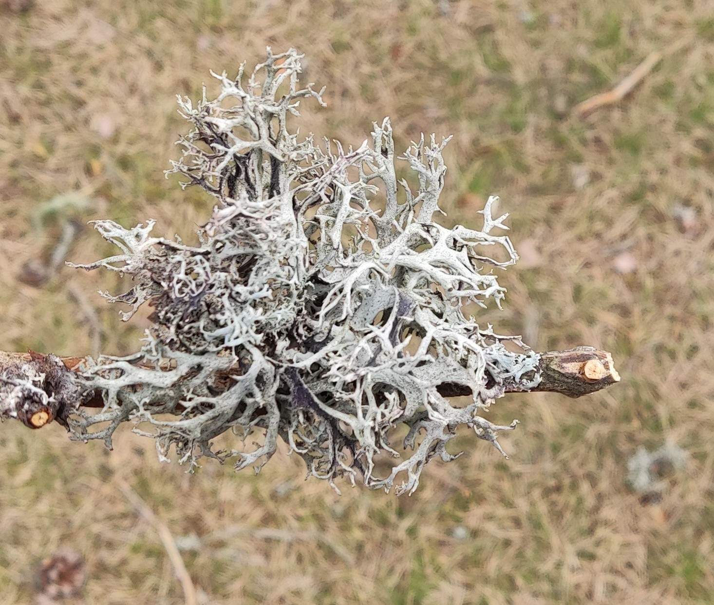 Solve Flechten / Lichens jigsaw puzzle online with 154 pieces