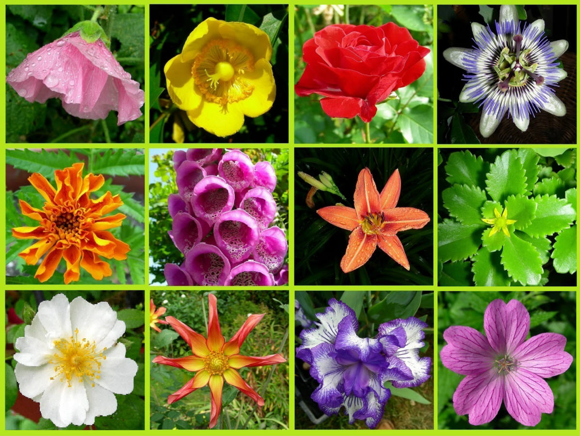 Solve Garden flowers jigsaw puzzle online with 108 pieces
