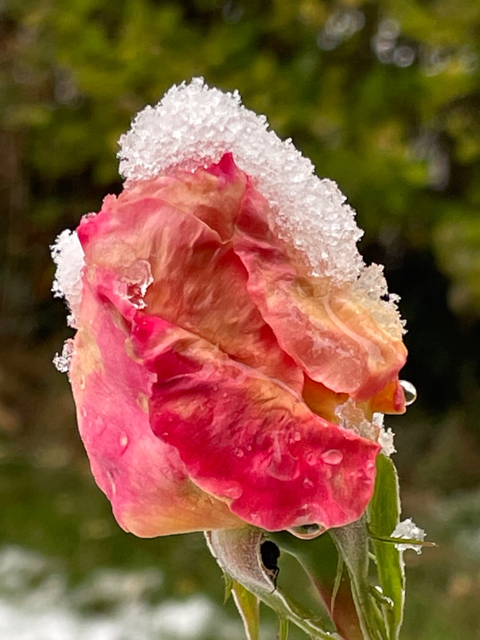 Solve November snow jigsaw puzzle online with 70 pieces