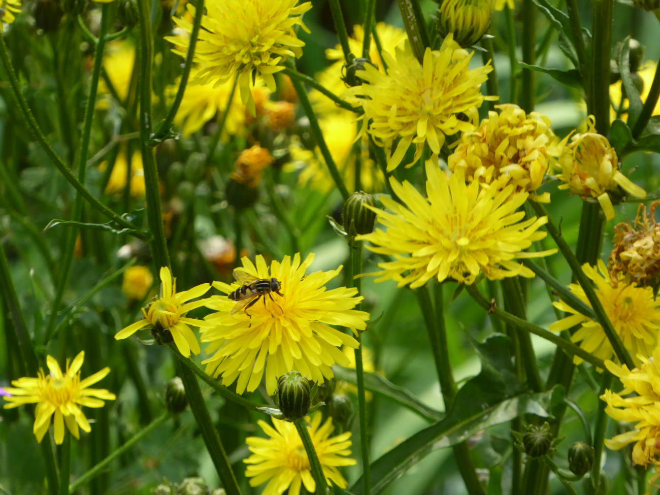 Solve Gele bloemen, lijken op paardenbloem. These look like dandelions..... jigsaw puzzle online Solve Gele bloemen, lijken op paardenbloem. These look like dandelions..... jigsaw puzzle online