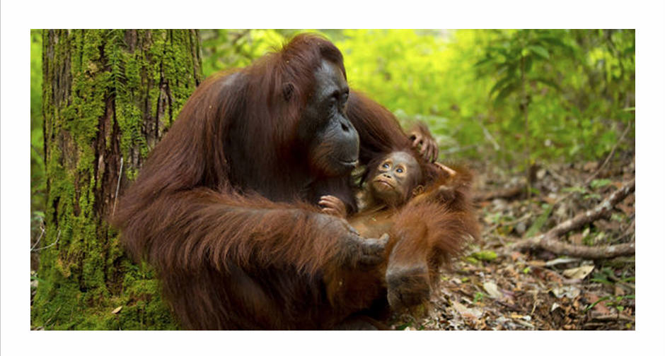 Solve Rainforest AllianceSave Orangutan Habitats jigsaw puzzle online