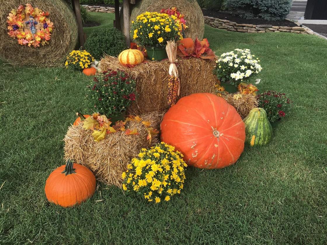 Solve Fall Decorations in Pigeon jigsaw puzzle online with 108 pieces