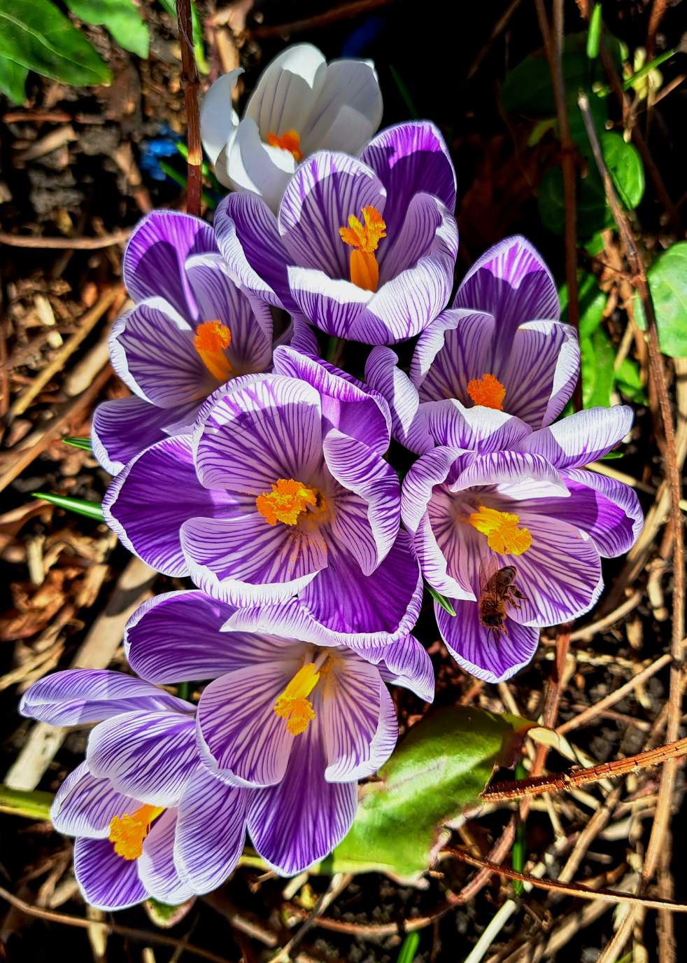 Solve Crocus 'Pickwick' jigsaw puzzle online with 88 pieces