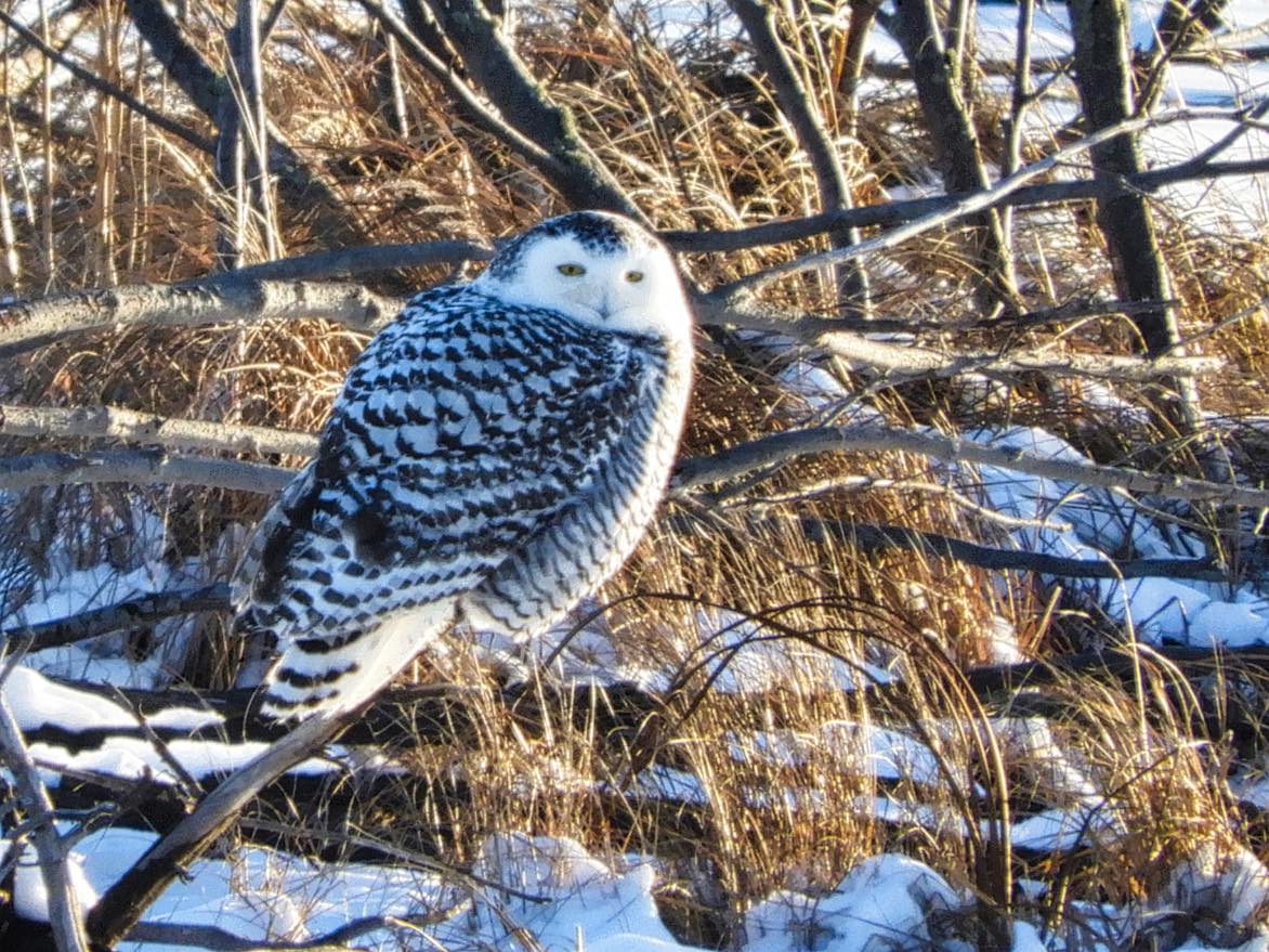 Snowy Owl - 650pc Jigsaw Puzzle By SunsOut - Serious Puzzles