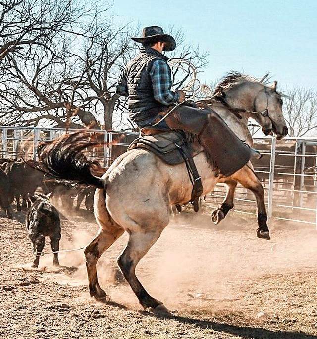 Solve Horse and Rider jigsaw puzzle online with 110 pieces