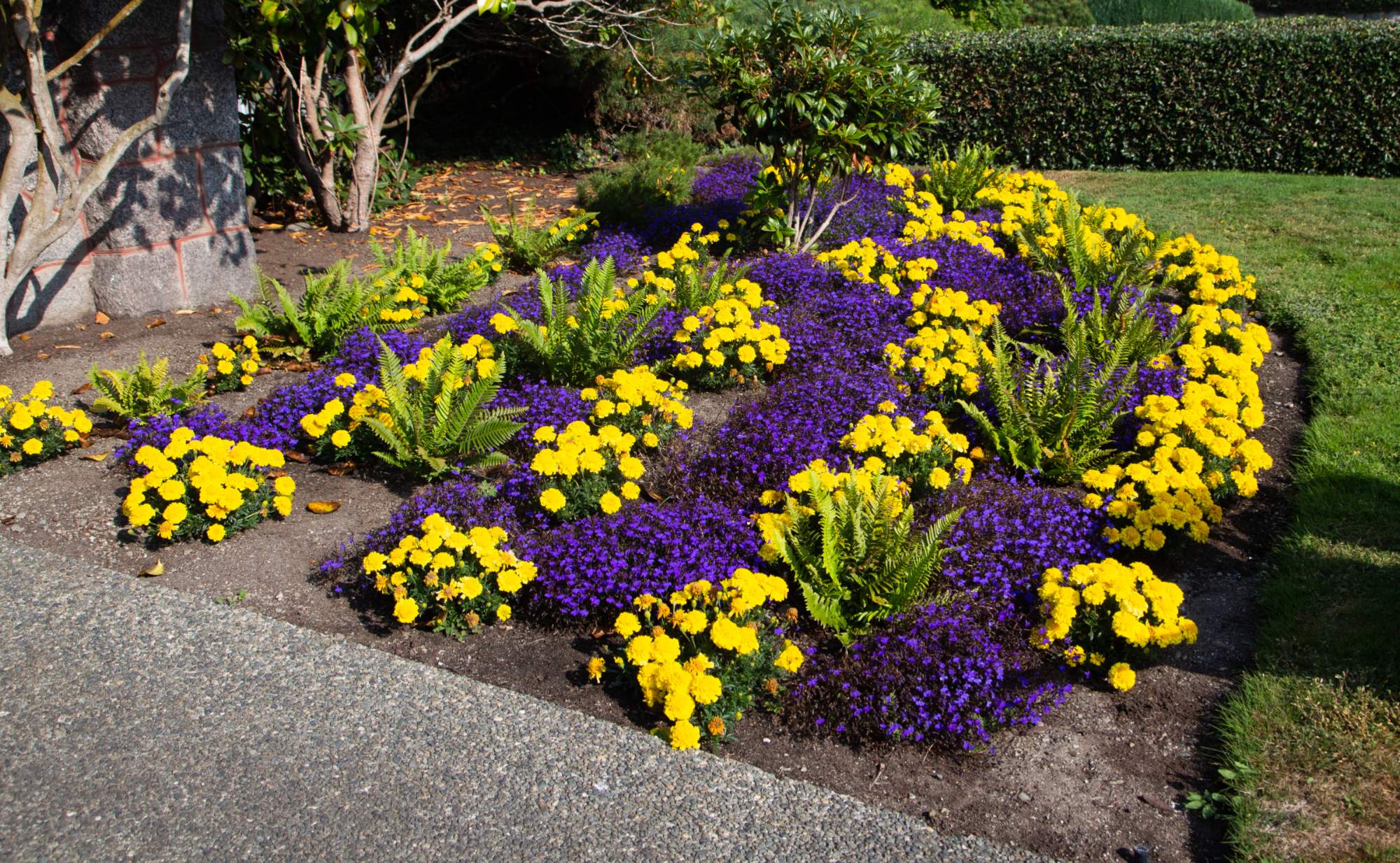 Solve A very nice blue and yellow flower bed in Victoria BC jigsaw