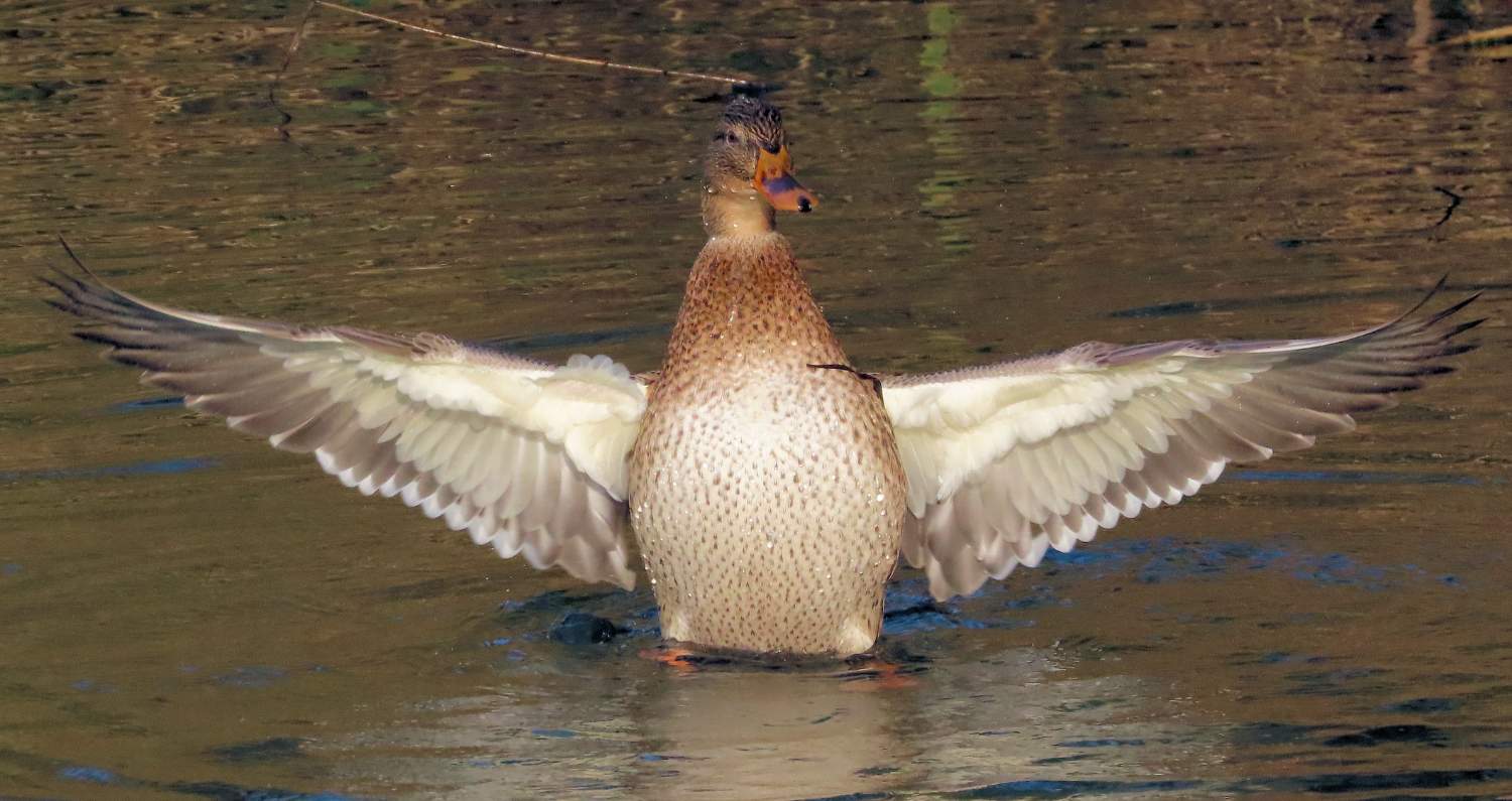 Solve showing us her total wingspan jigsaw puzzle online with 66 pieces