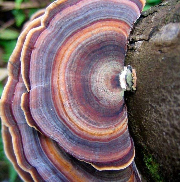 Solve Turkey Tail Mushrooms jigsaw puzzle online with 156 pieces