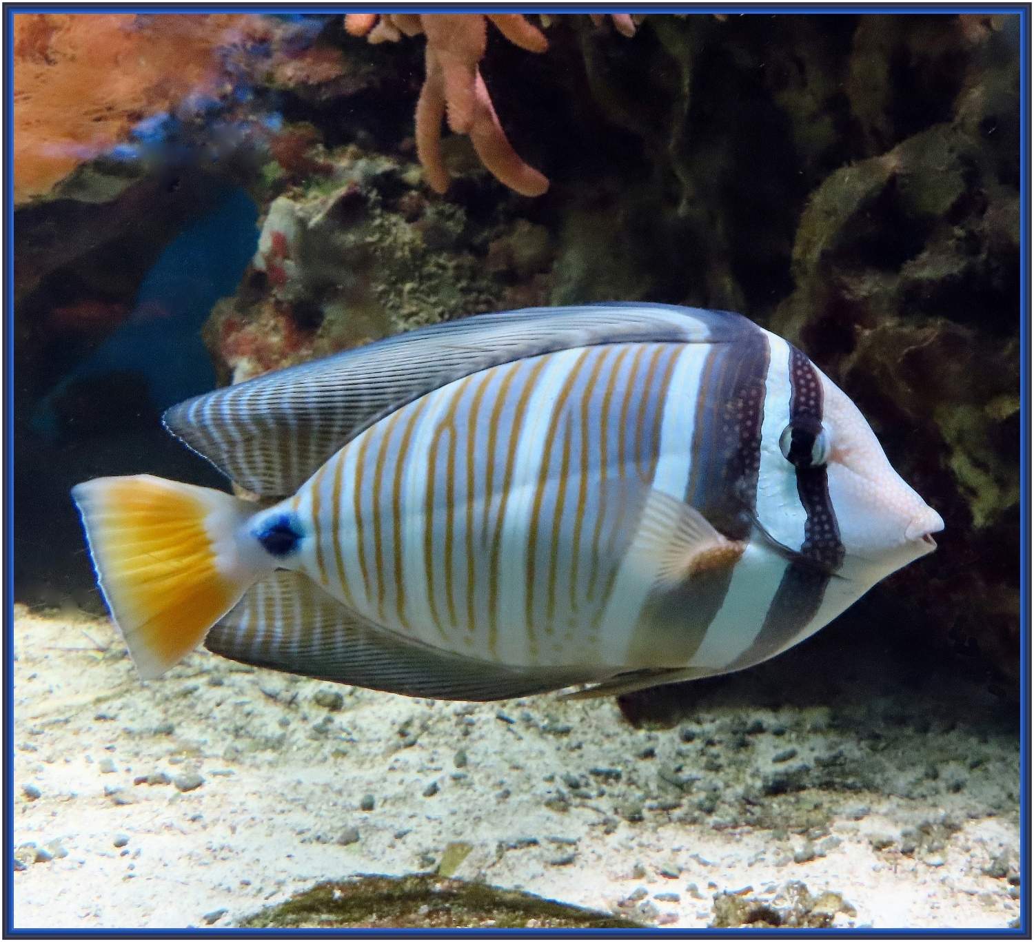 Solve AQUARIUM 1 jigsaw puzzle online with 144 pieces