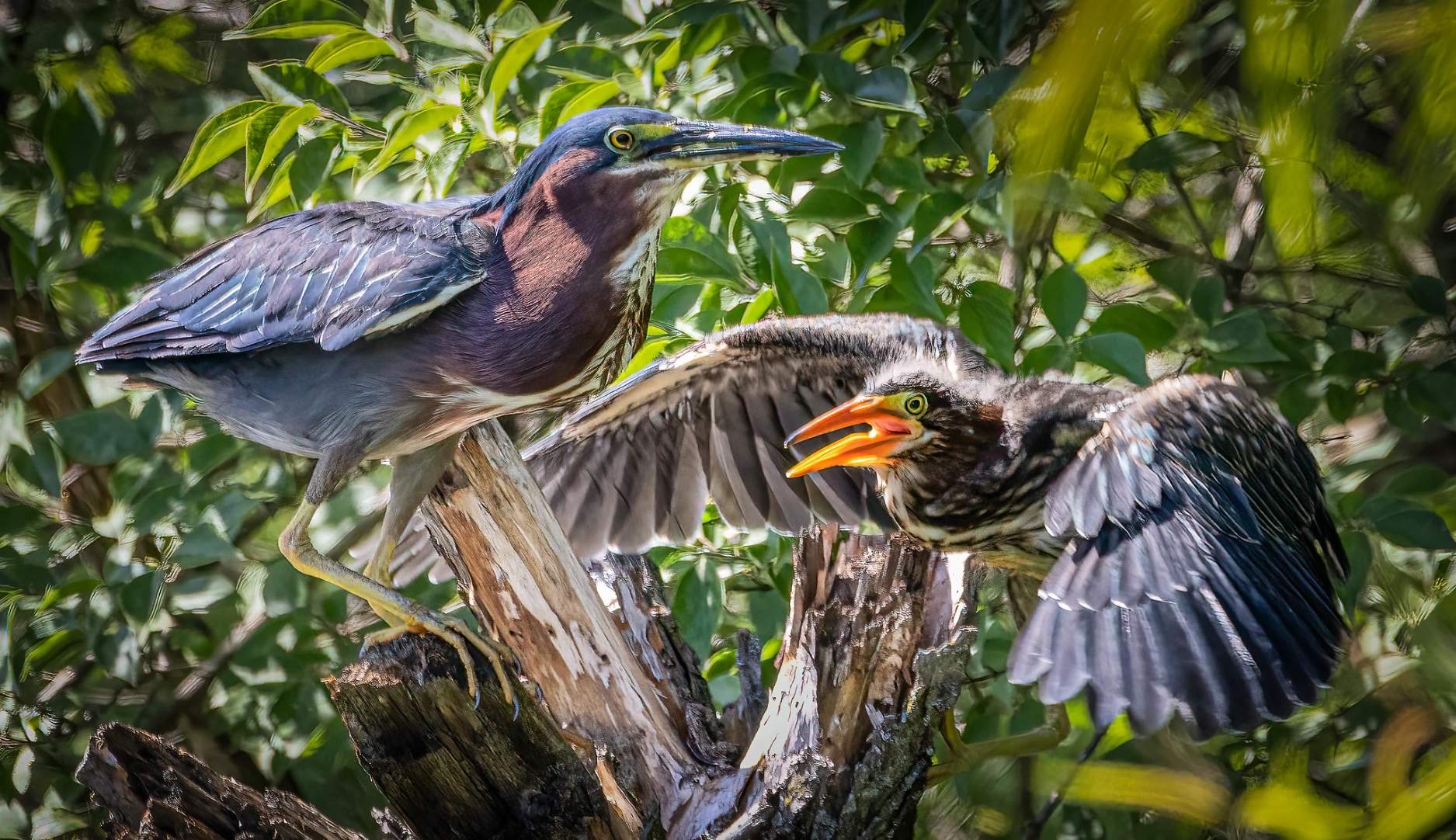 Solve Mama Green Heron and Offspring jigsaw puzzle online with 135 pieces