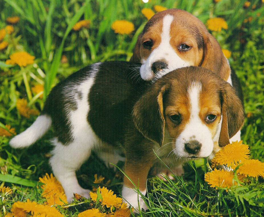 Solve Beagle Puppies jigsaw puzzle online with 42 pieces