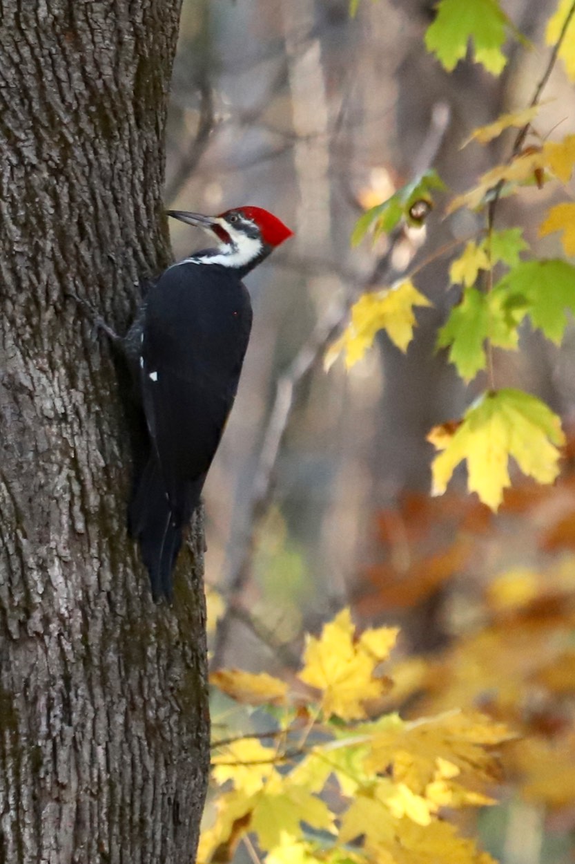 Solve Pileated Woodpecker jigsaw puzzle online with 70 pieces