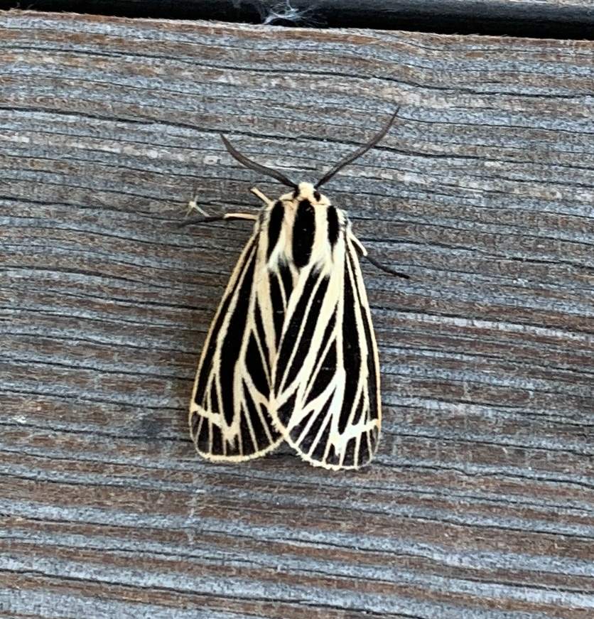 Solve Bug jigsaw puzzle online with 81 pieces