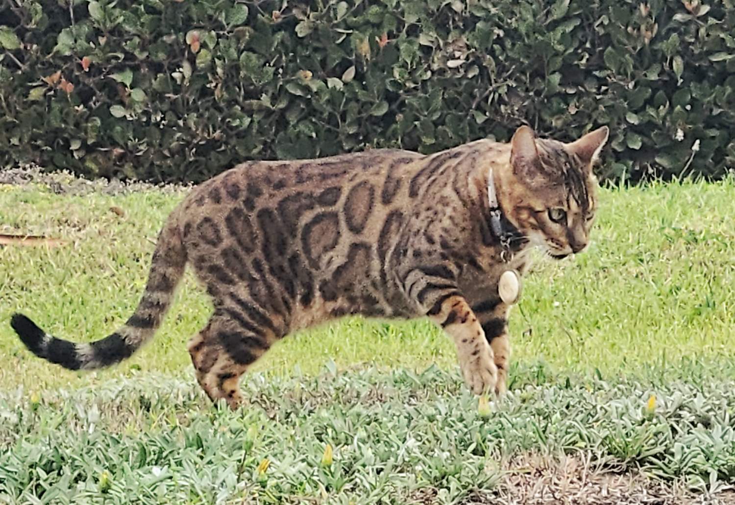 Solve Bengal Cat on the Prowl jigsaw puzzle online with 70 pieces