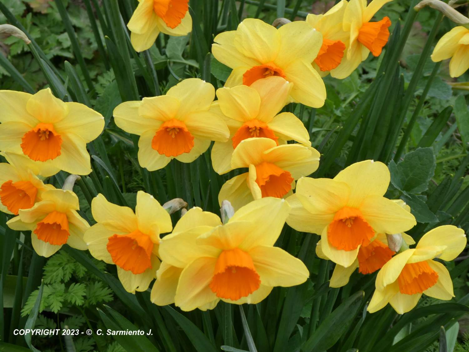 Solve MORNING WALK Daffodils (Narcissus) jigsaw puzzle online with 88