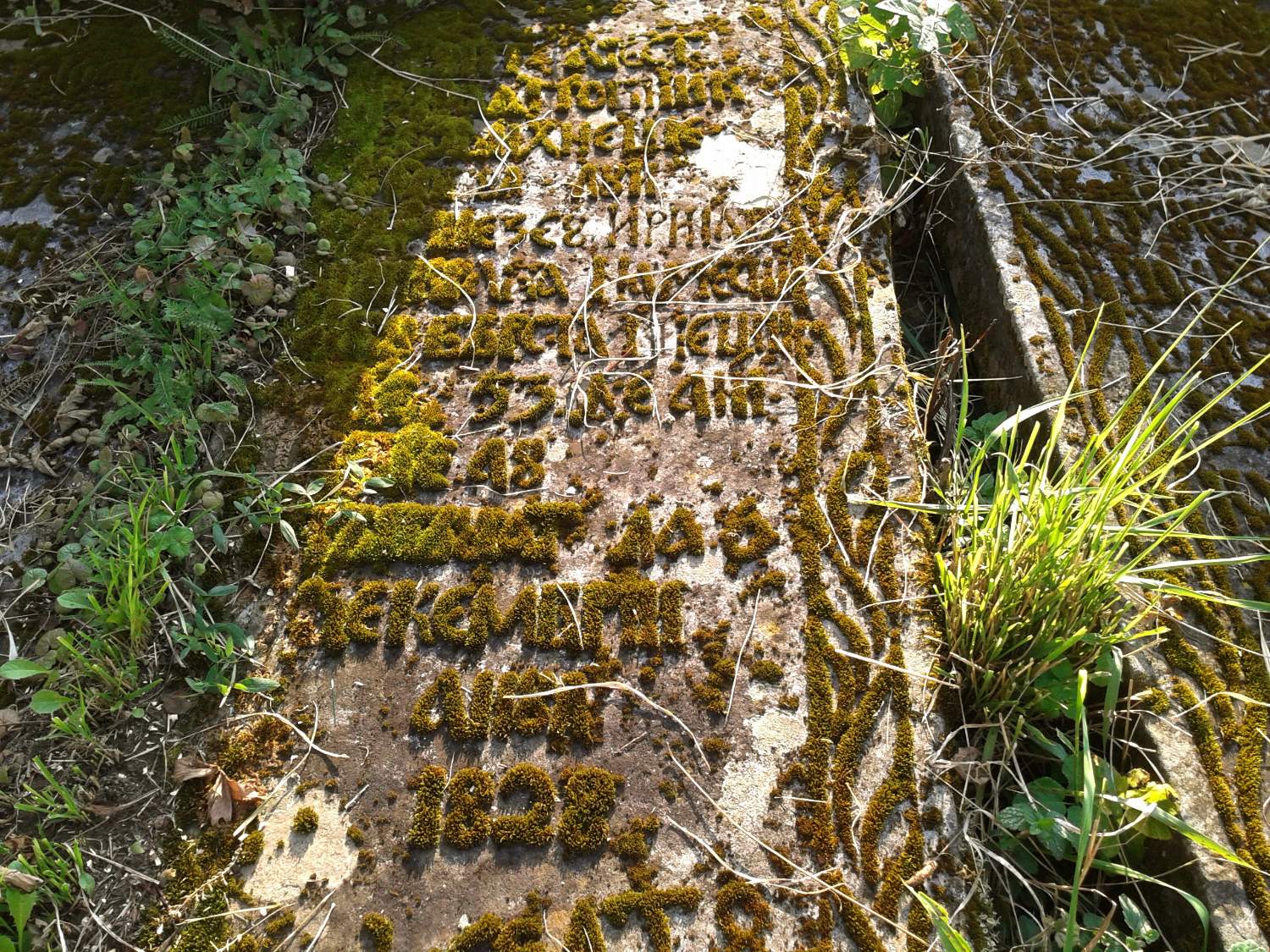 Solve The Beauty Of Nature In A Sad Place Moss That Took The Form Of 