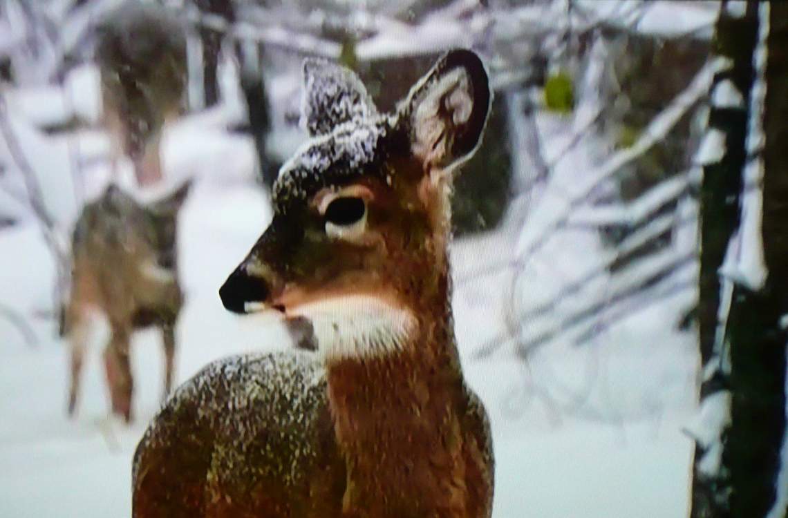 Solve Listening . . . . . jigsaw puzzle online with 15 pieces