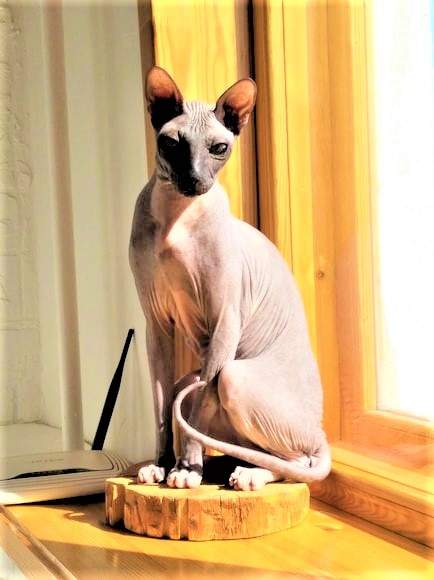 Solve They do say I #39 m statuesque jigsaw puzzle online with 63 pieces Solve They do say I #39 m statuesque jigsaw puzzle online with 63 pieces