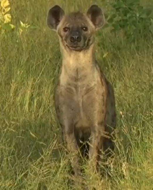 Solve Spotted Hyena jigsaw puzzle online with 80 pieces