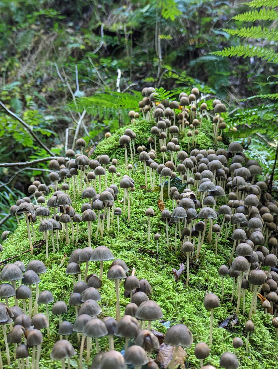 Solve Don T Eat These Jigsaw Puzzle Online With 300 Pieces